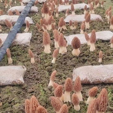 羊肚菌