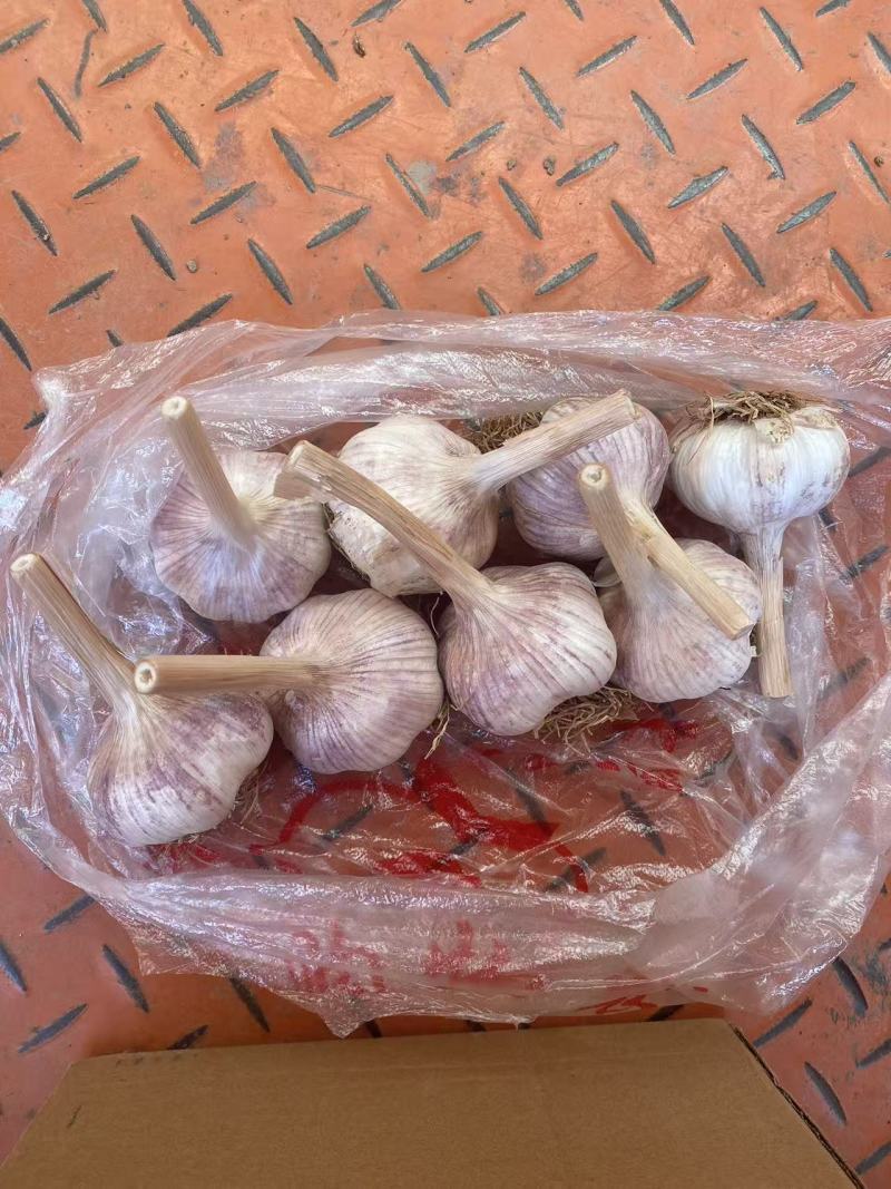 大蒜，精品紫皮蒜