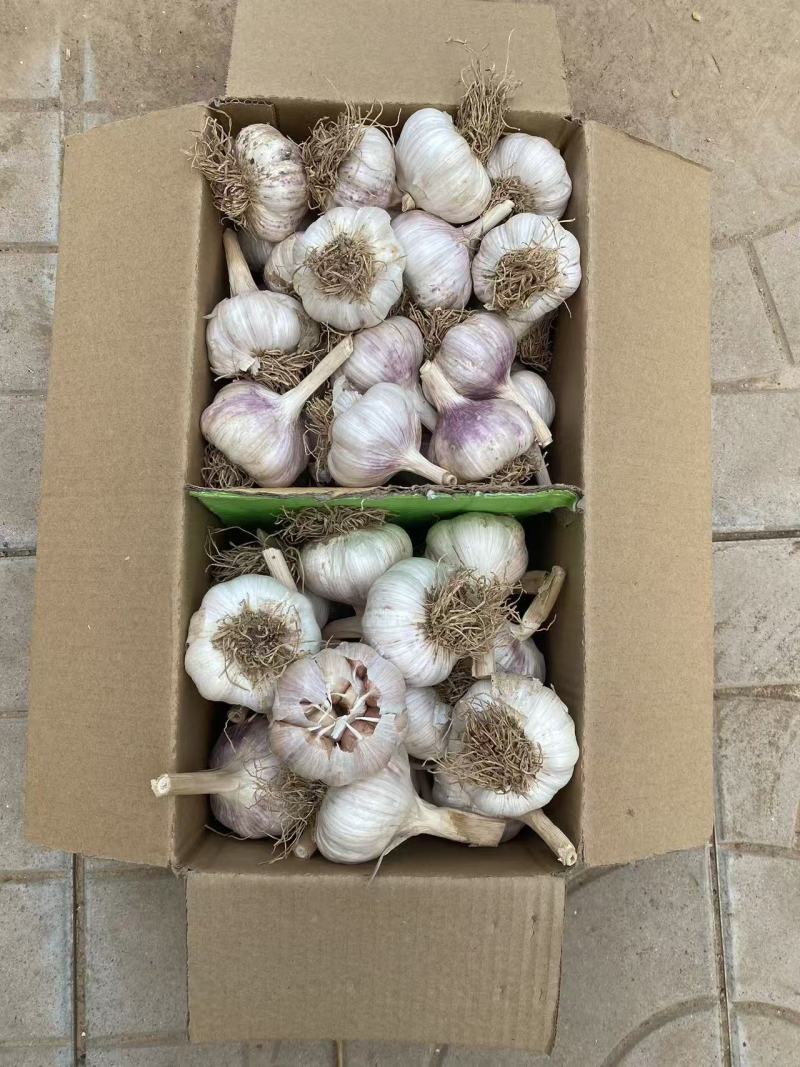 大蒜，蒜黄料