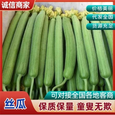江苏连云港,东海县丝瓜,鲜花丝瓜大量现货,可电商