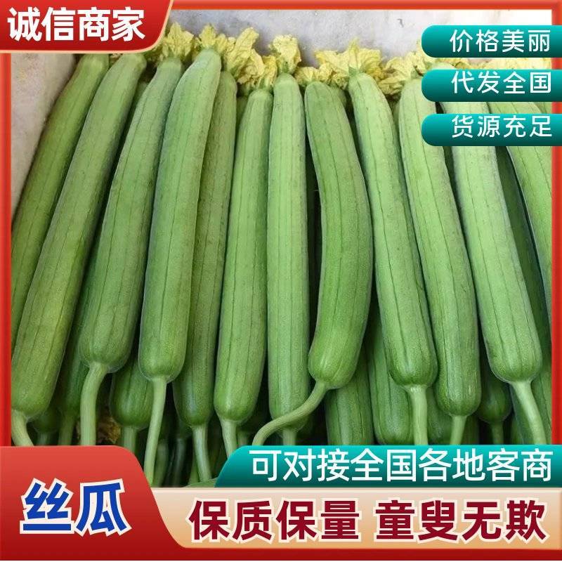 江苏连云港，东海县丝瓜，鲜花丝瓜大量现货，可电商
