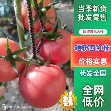 东海硬粉西红柿**沙瓤多汁耐运输当日采摘量大价优