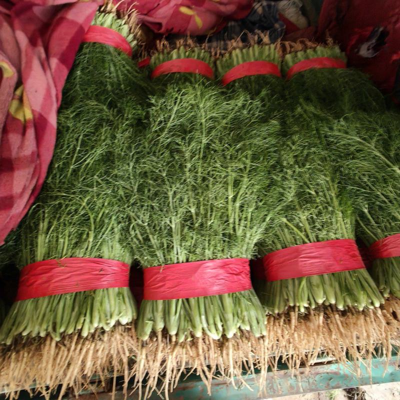 河北邯郸精品茴香货源稳定，加工厂商超配货代发全国各地