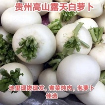贵州遵义精品圆白水果萝卜，。全国发货，欢迎进店购。