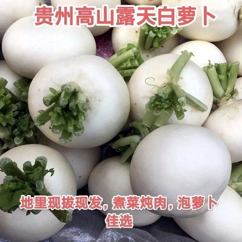 贵州遵义精品圆白水果萝卜，。全国发货，欢迎进店购。
