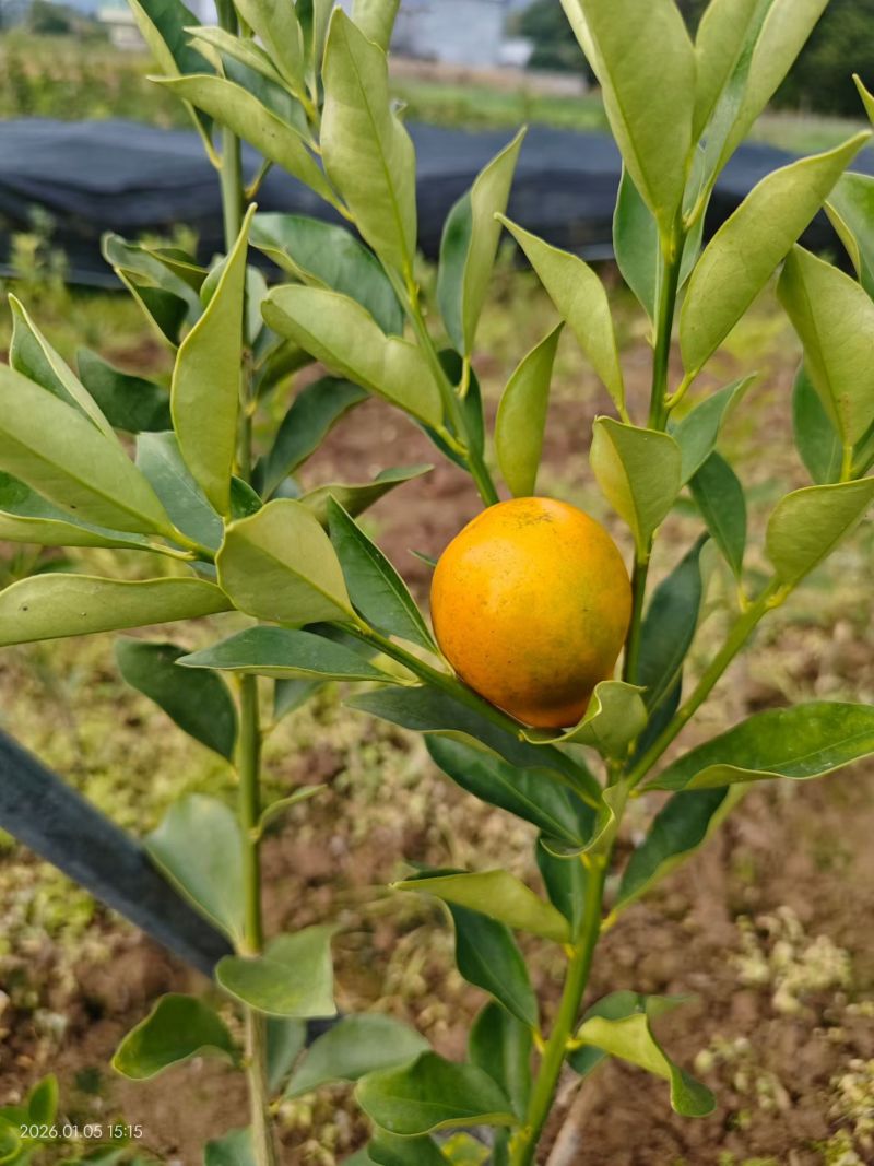 脆蜜金柑苗，畅销品种