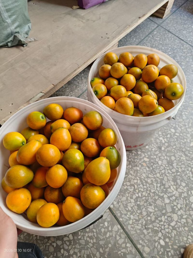 脆蜜金柑苗，畅销品种