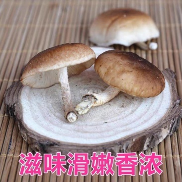 贵州遵义马桑菌，生产地址发全国发货，欢迎各位老板进店！