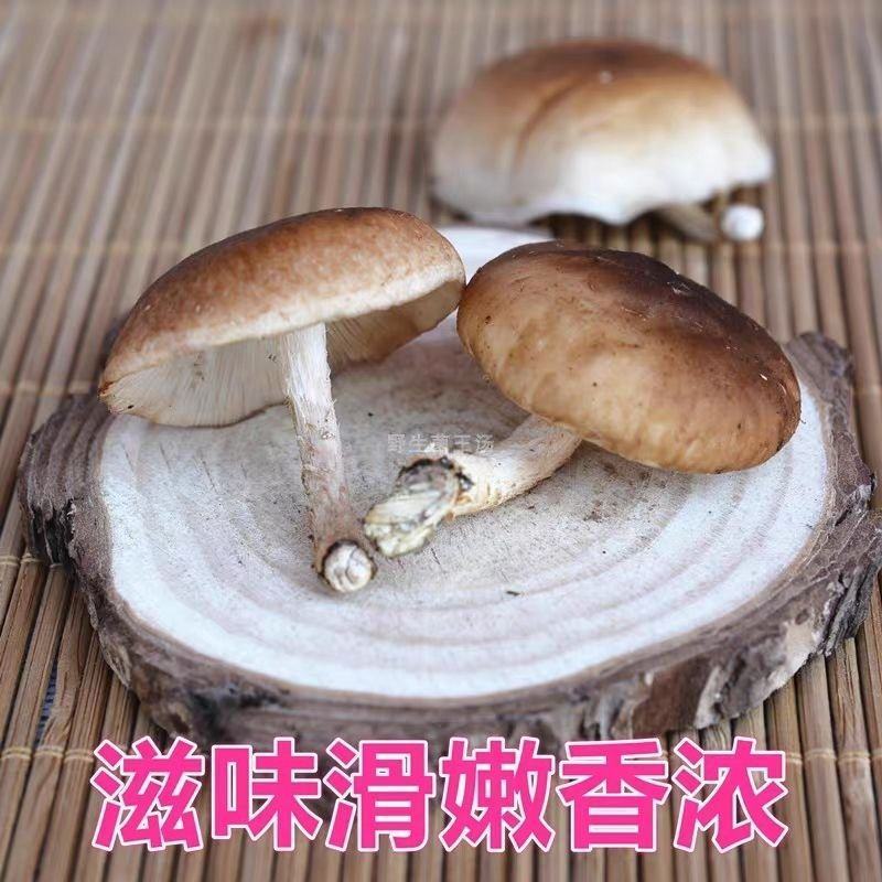 贵州遵义马桑菌，生产地址发全国发货，欢迎各位老板进店！