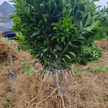 清香蜜桔苗，纯甜如蜜