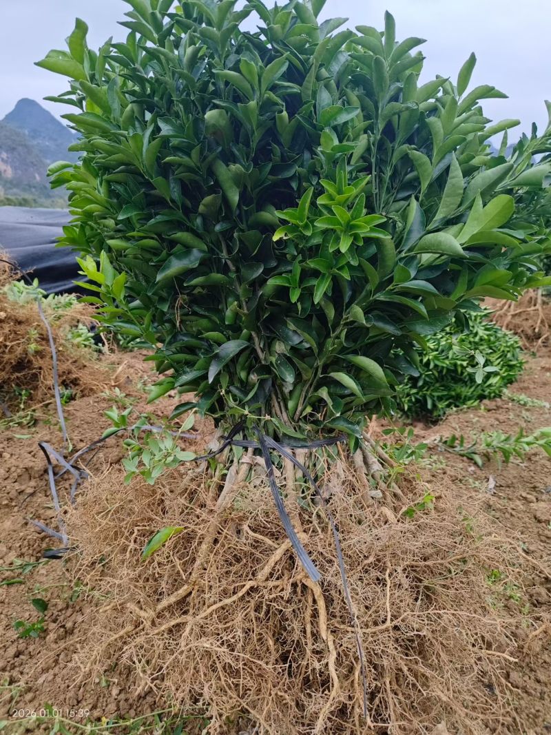 清香蜜桔苗，纯甜如蜜