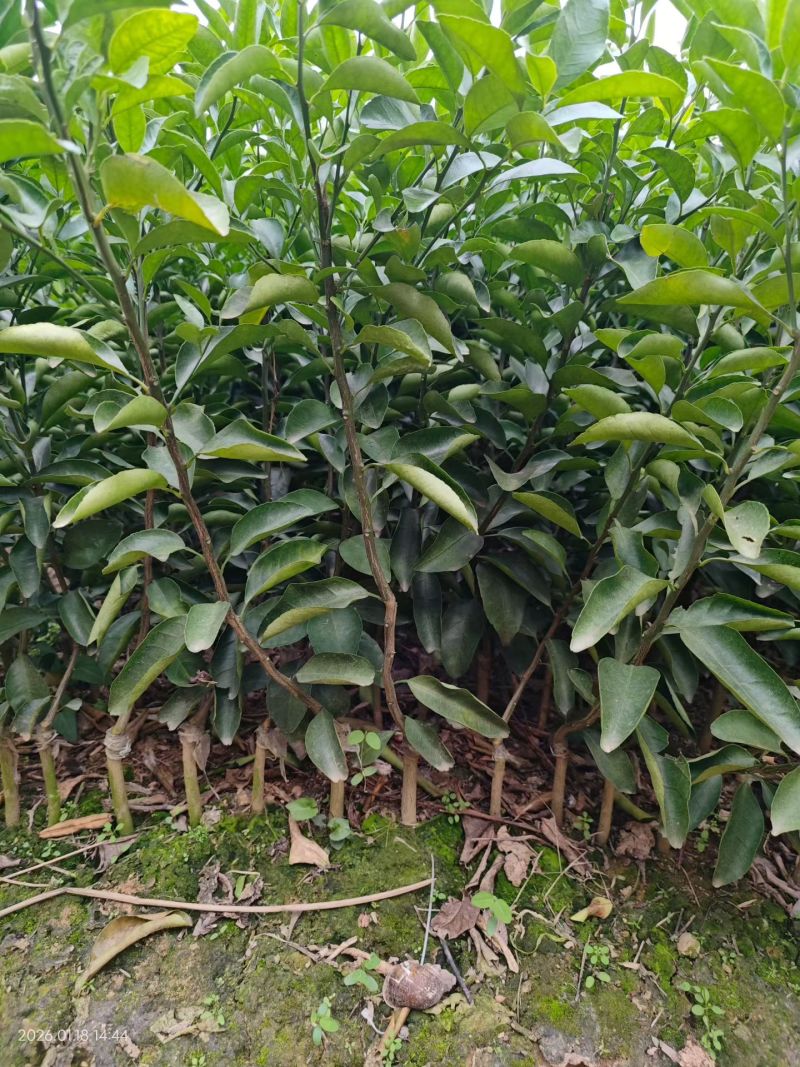 清香蜜桔苗，纯甜如蜜