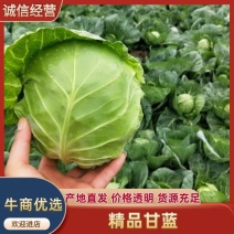 精品甘蓝圆包菜产地一手货源保质保量对接全国量大优惠