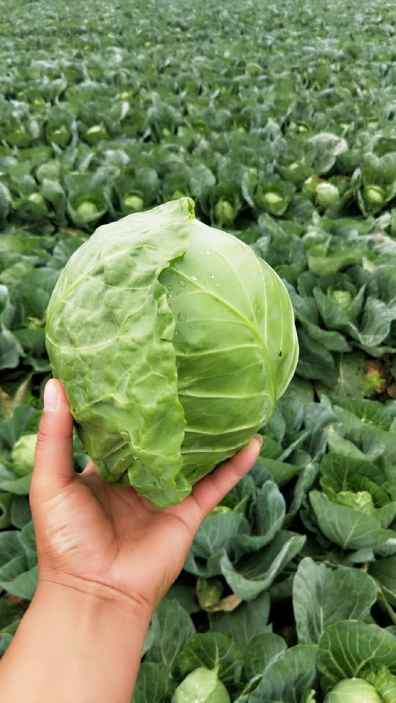 精品甘蓝圆包菜产地一手货源保质保量对接全国量大优惠