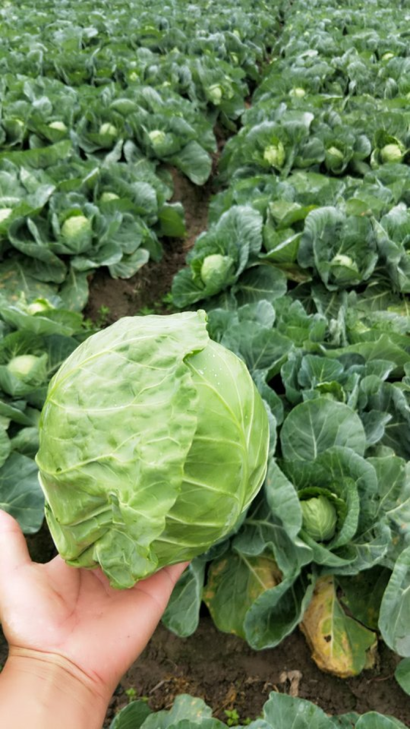 精品甘蓝圆包菜产地一手货源保质保量对接全国量大优惠