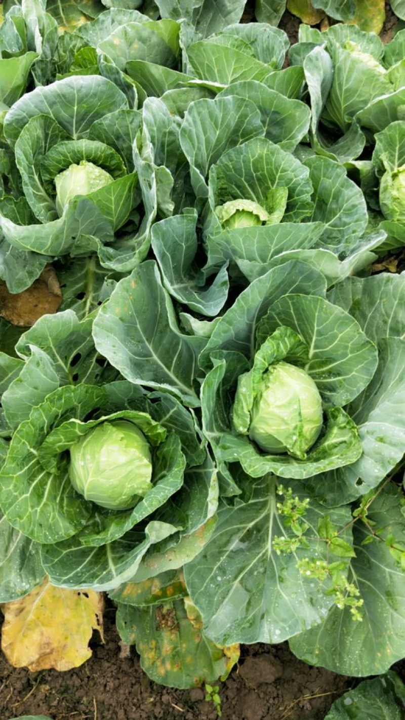 精品甘蓝圆包菜产地一手货源保质保量对接全国量大优惠