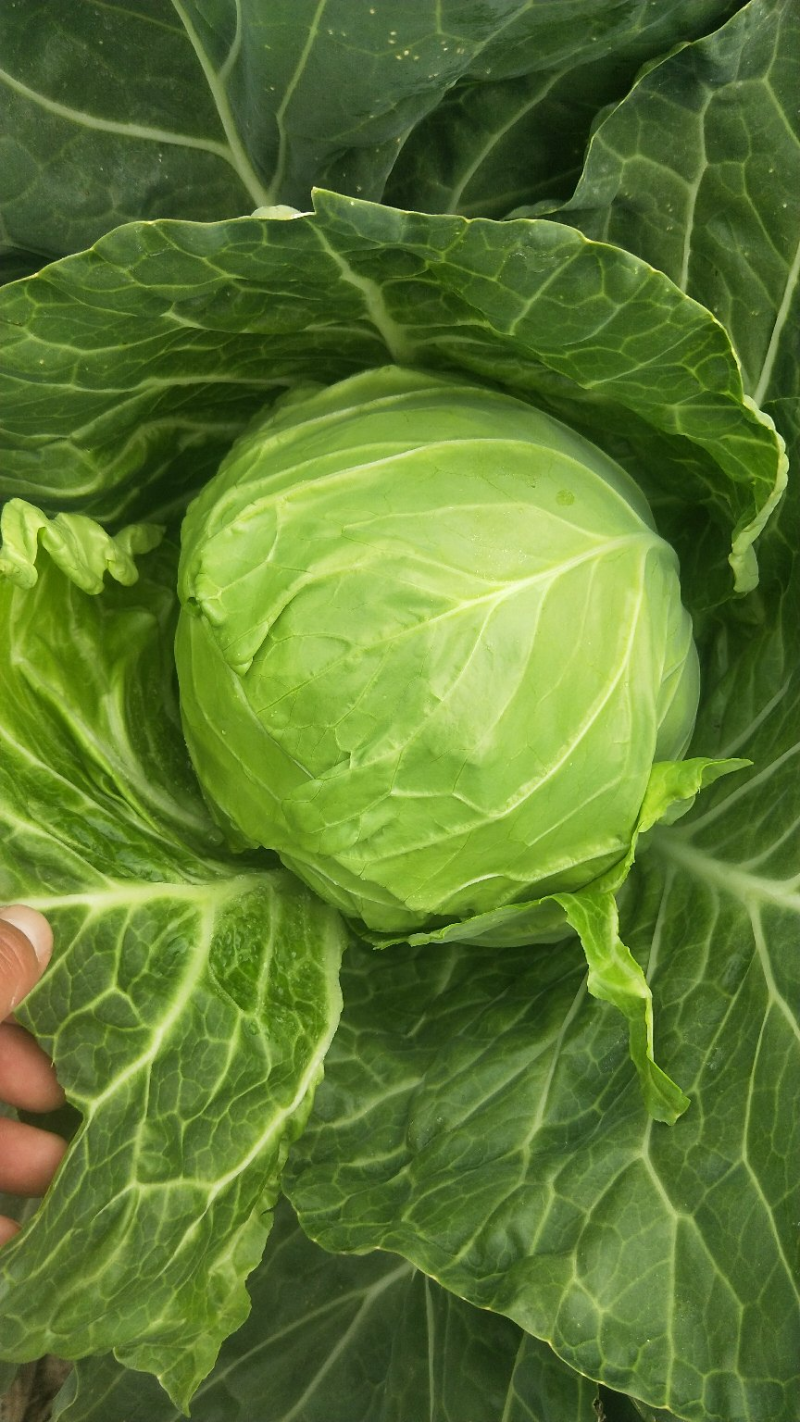 精品甘蓝圆包菜产地一手货源保质保量对接全国量大优惠