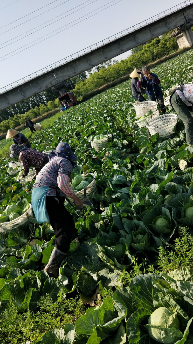 精品甘蓝圆包菜产地一手货源保质保量对接全国量大优惠