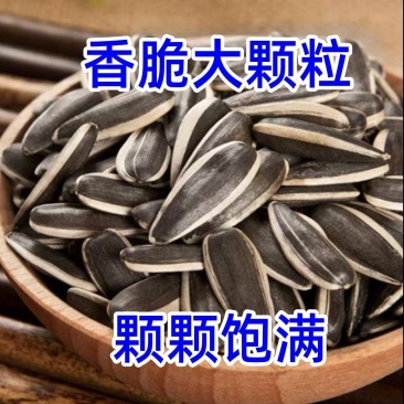 内蒙谷丰90瓜子产地直发源头好货直批代发