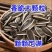 内蒙谷丰90瓜子产地直发源头好货直批代发