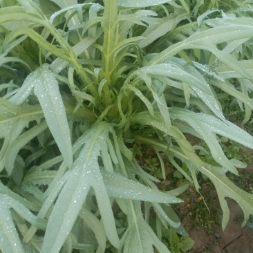 甜麦菜