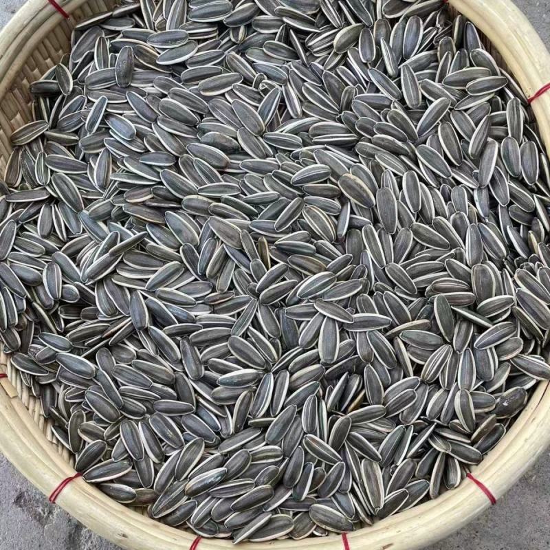 内蒙古葵花瓜子大量上市，工厂直发，全国发货，欢迎今天沟通