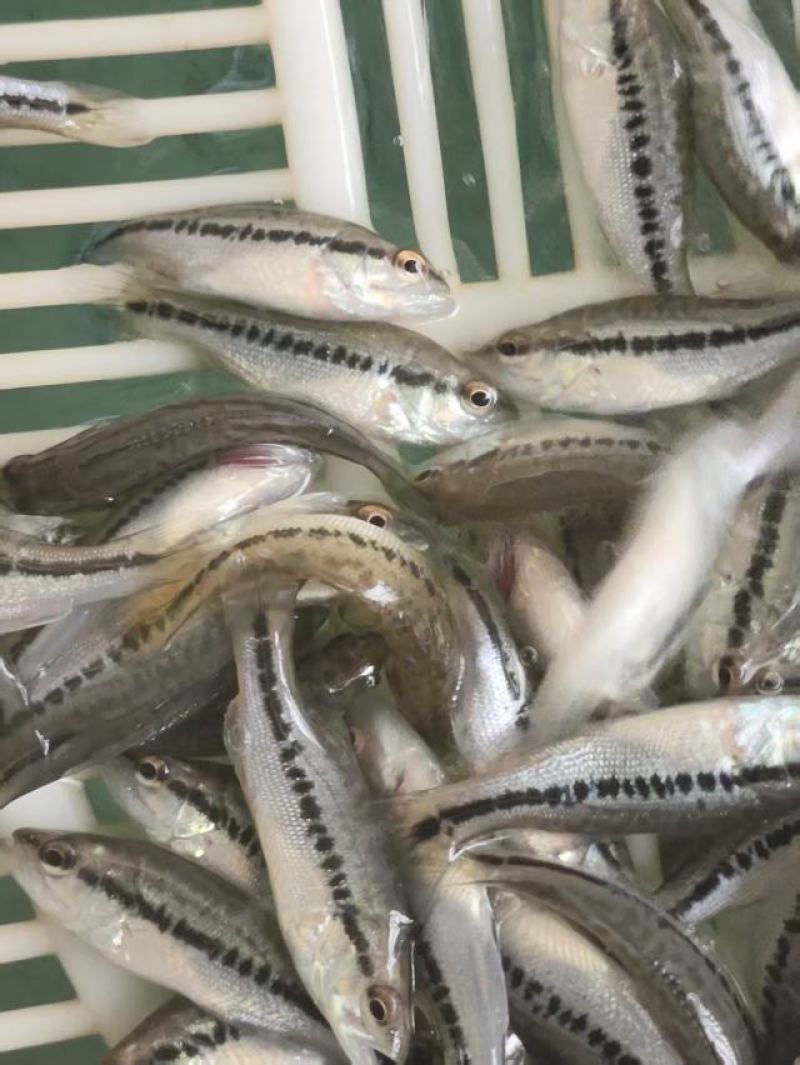 精品发货加州鲈鱼苗提供技术指导支持视频看货成活率高