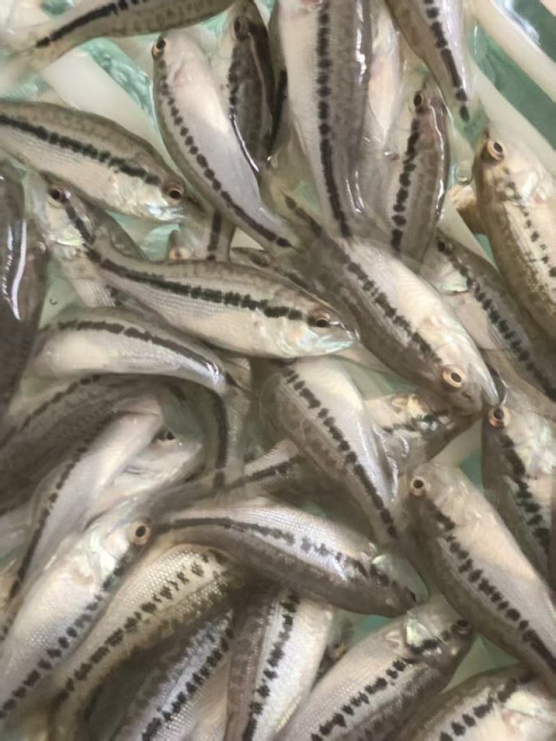 精品发货加州鲈鱼苗提供技术指导支持视频看货成活率高