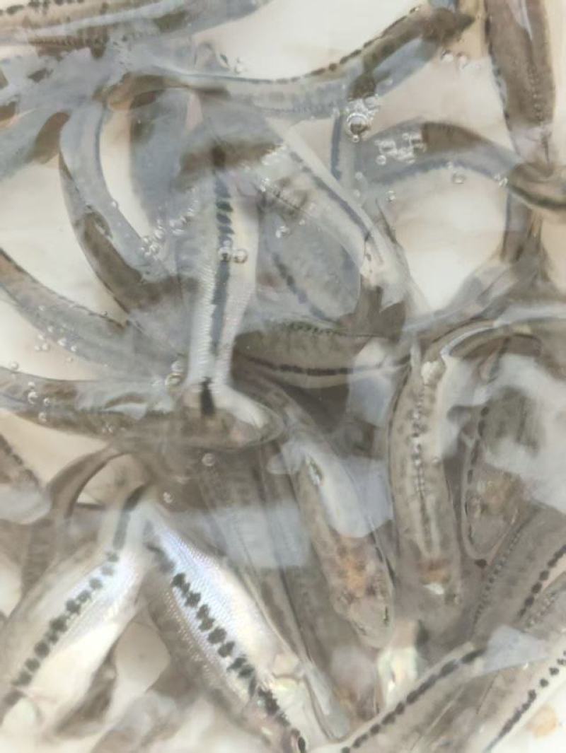精品发货加州鲈鱼苗提供技术指导支持视频看货成活率高