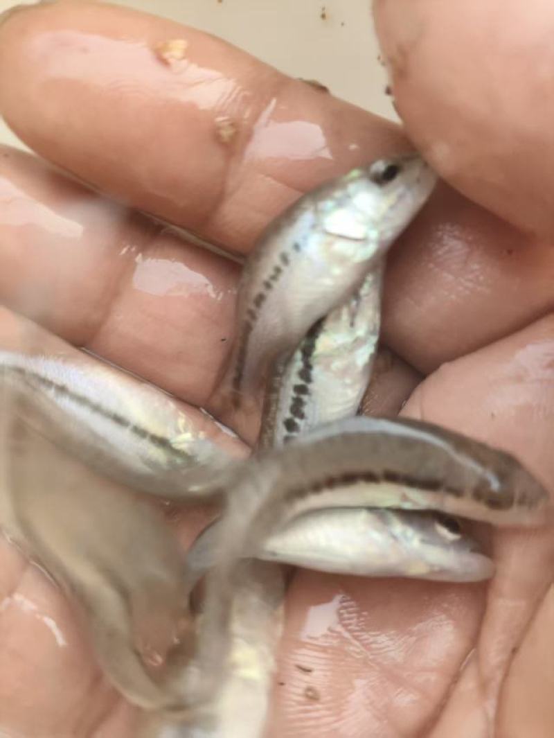 优选加州鲈鱼苗供货量大孵化，育苗，销售，技术一体化