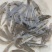 优选加州鲈鱼苗供货量大孵化，育苗，销售，技术一体化