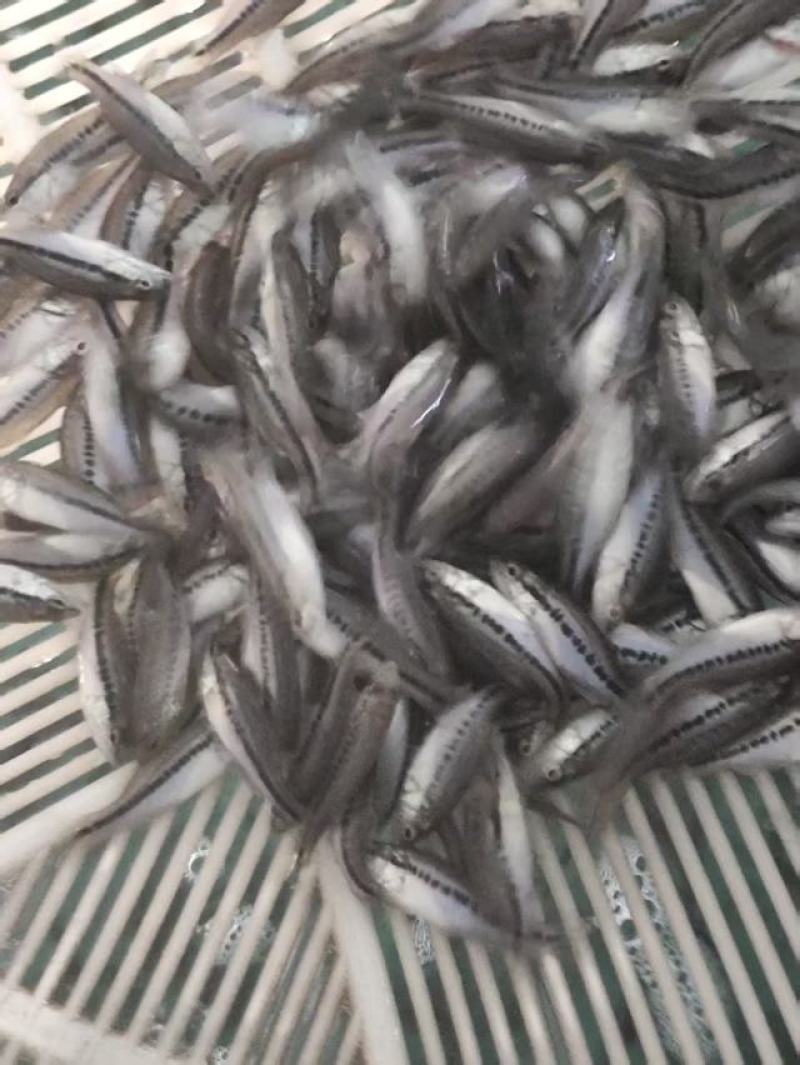 优选加州鲈鱼苗供货量大孵化，育苗，销售，技术一体化