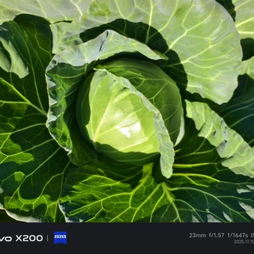 云南小铁头小甘蓝包菜大量上市全国发货