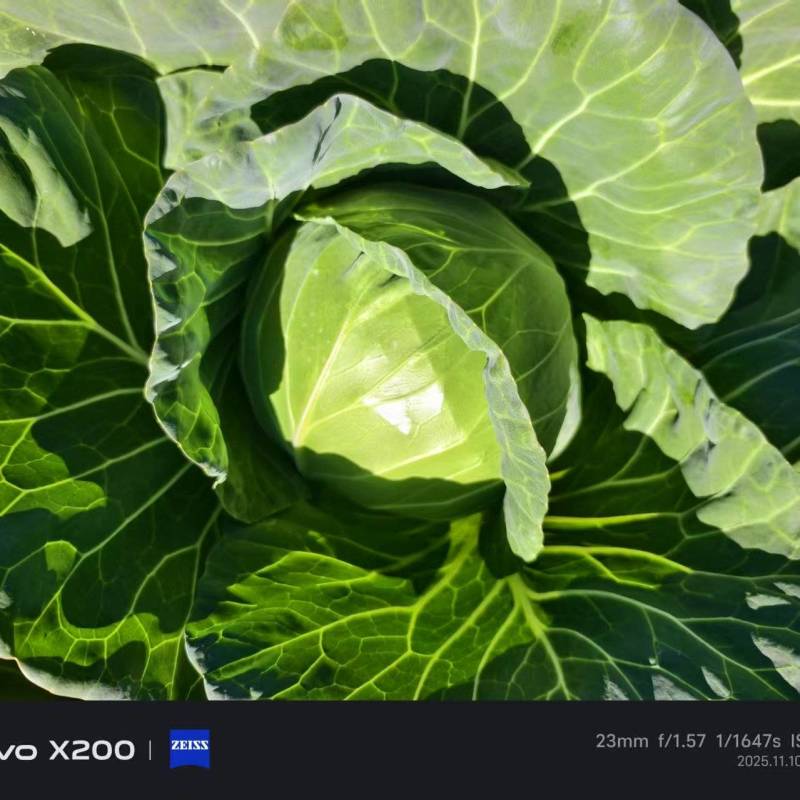云南小铁头小甘蓝包菜大量上市全国发货
