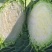 云南小铁头小甘蓝包菜大量上市全国发货
