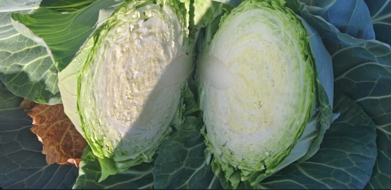 云南小铁头小甘蓝包菜大量上市全国发货