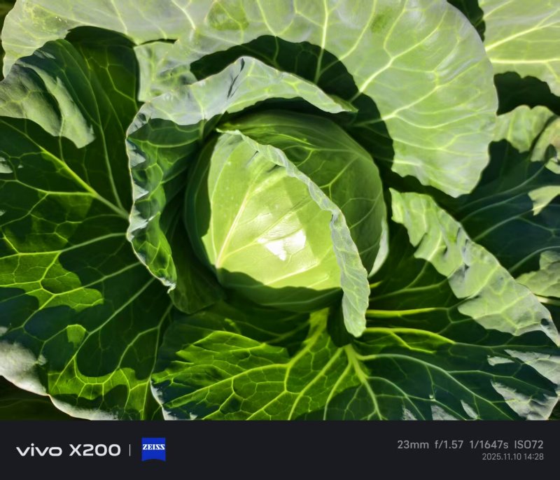 云南小铁头小甘蓝包菜大量上市全国发货