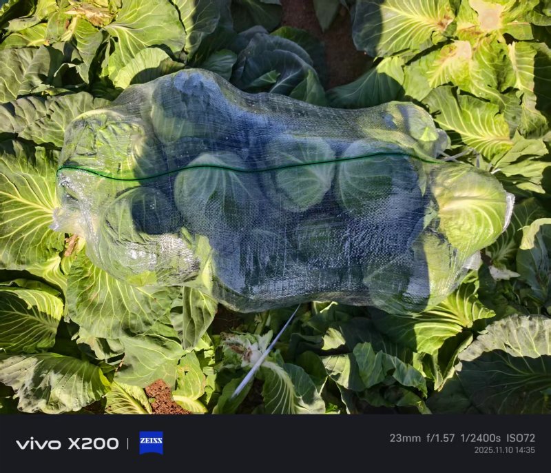 云南小铁头小甘蓝包菜大量上市全国发货