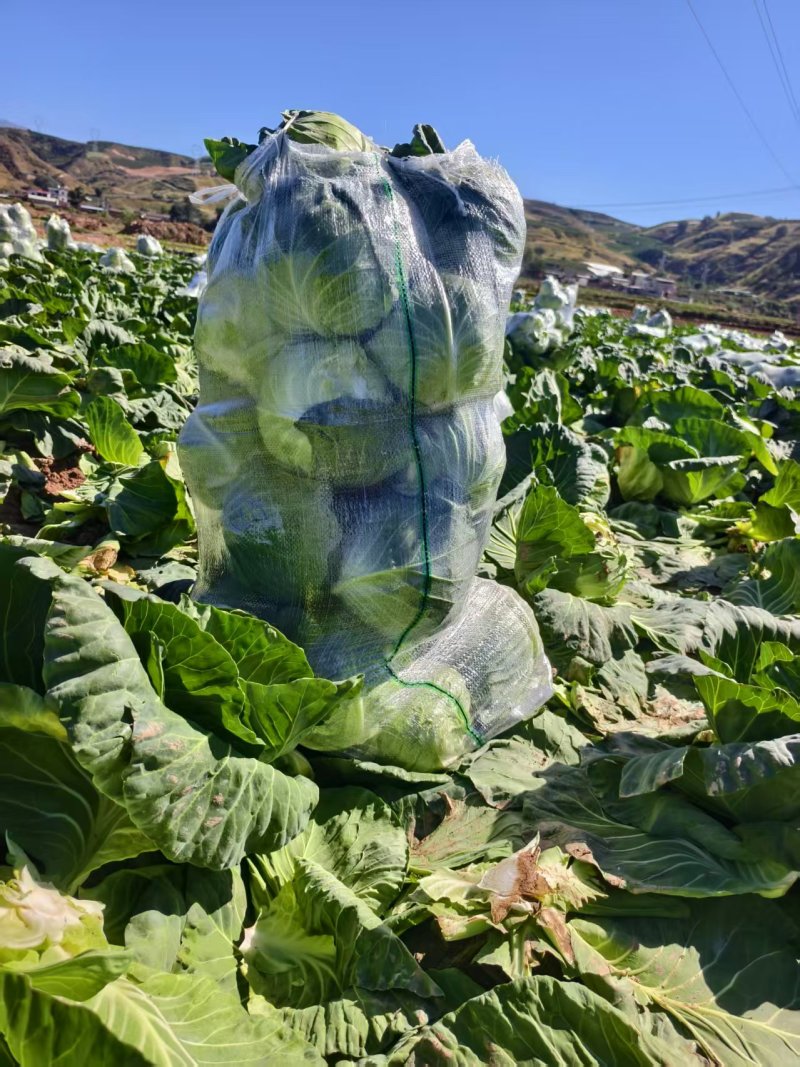 云南小铁头小甘蓝包菜大量上市全国发货