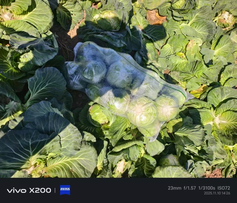 云南小铁头小甘蓝包菜大量上市全国发货