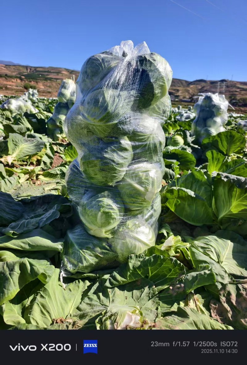 云南小铁头小甘蓝包菜大量上市全国发货