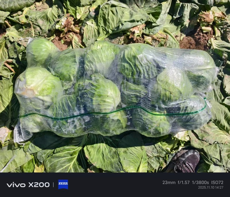 云南小铁头小甘蓝包菜大量上市全国发货