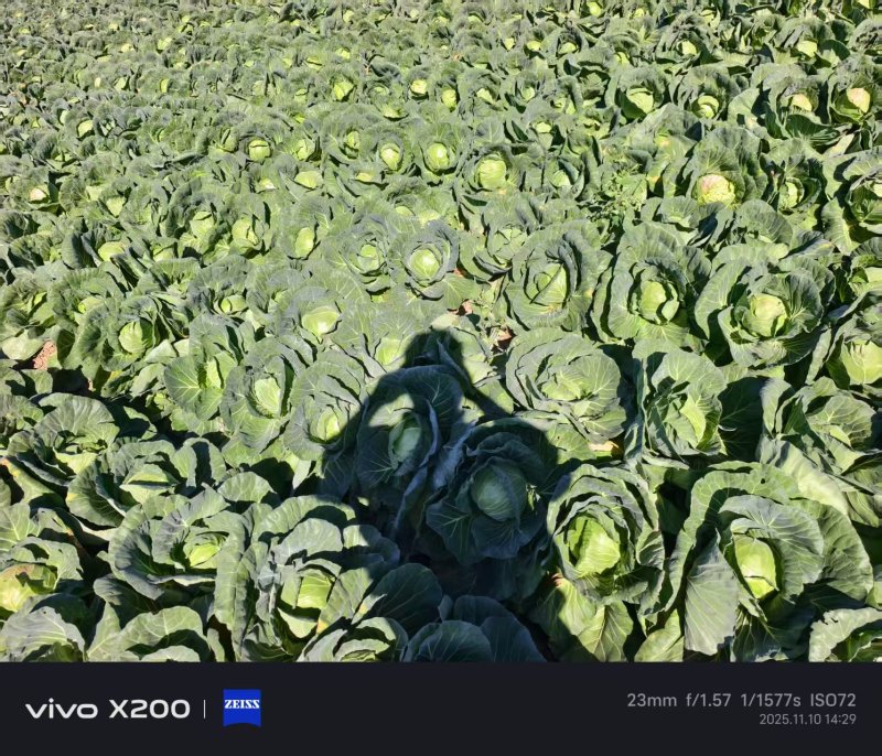 云南小铁头小甘蓝包菜大量上市全国发货