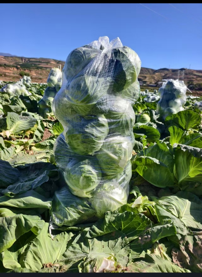 云南小铁头小甘蓝包菜大量上市全国发货