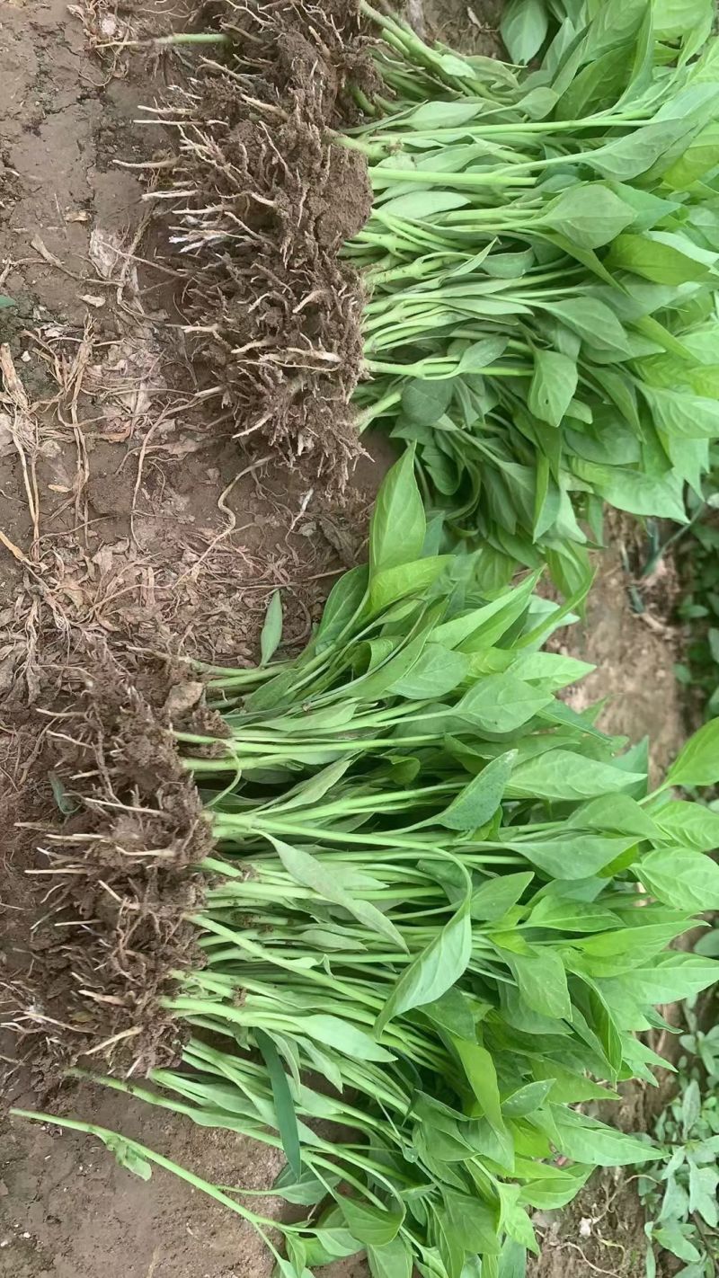 螺丝椒线椒牛角椒皱皮椒小米辣蒜乡红辣椒苗