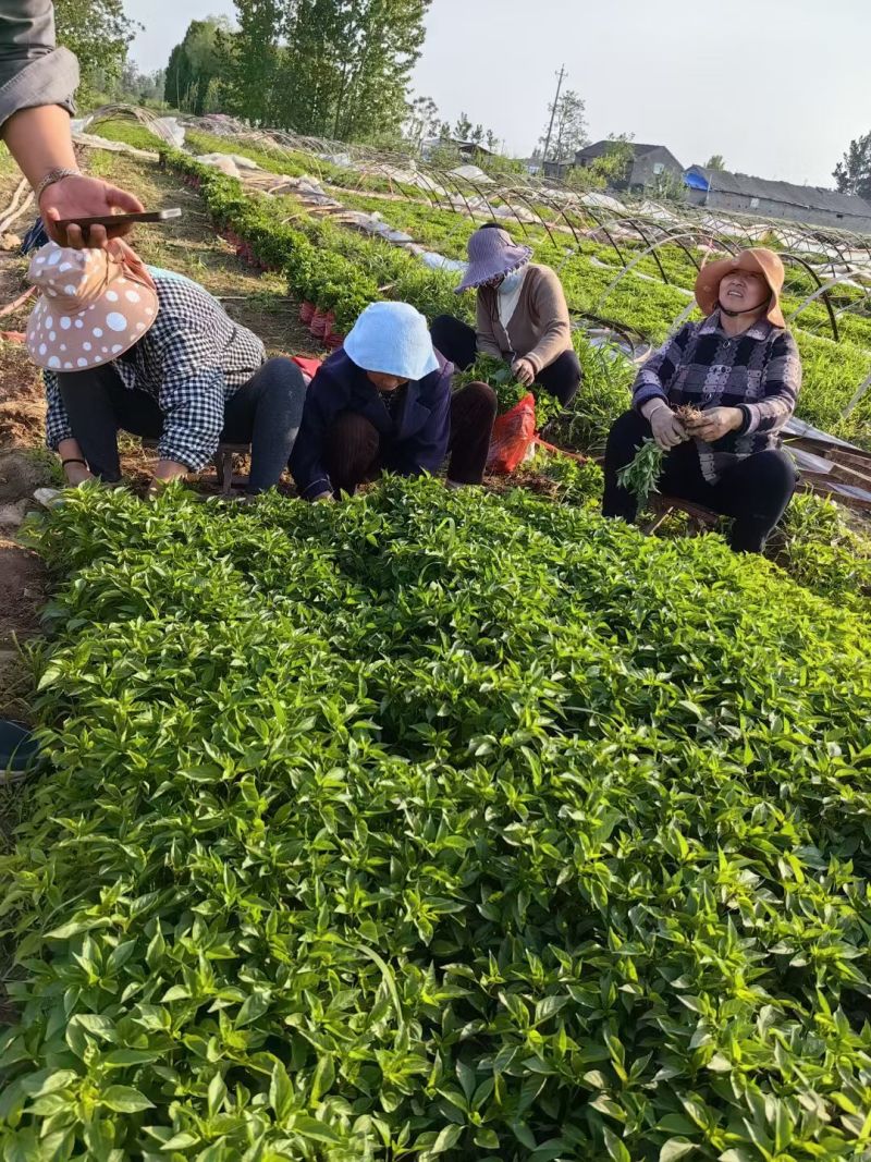 螺丝椒线椒牛角椒皱皮椒小米辣蒜乡红辣椒苗