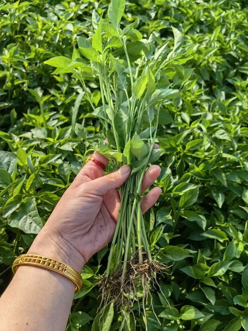 螺丝椒线椒牛角椒皱皮椒小米辣蒜乡红辣椒苗