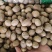 正宗肉豆蔻各种规格肉豆蔻齐全量大优惠