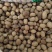 正宗肉豆蔻各种规格肉豆蔻齐全量大优惠