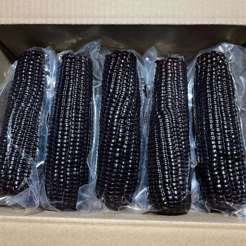 农业黑甜糯玉米产地直销支持电商一件代发精品货